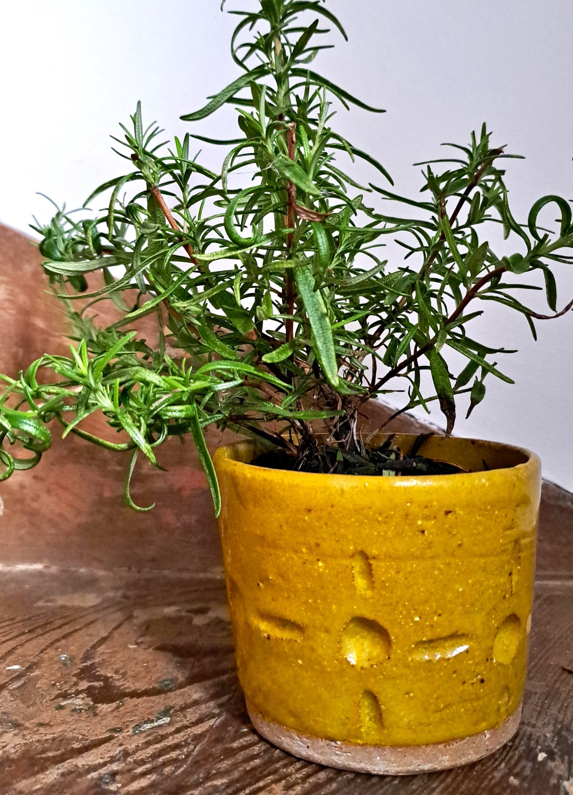 Marigold plant pot (small)