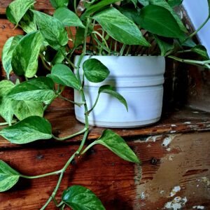 white plant pot