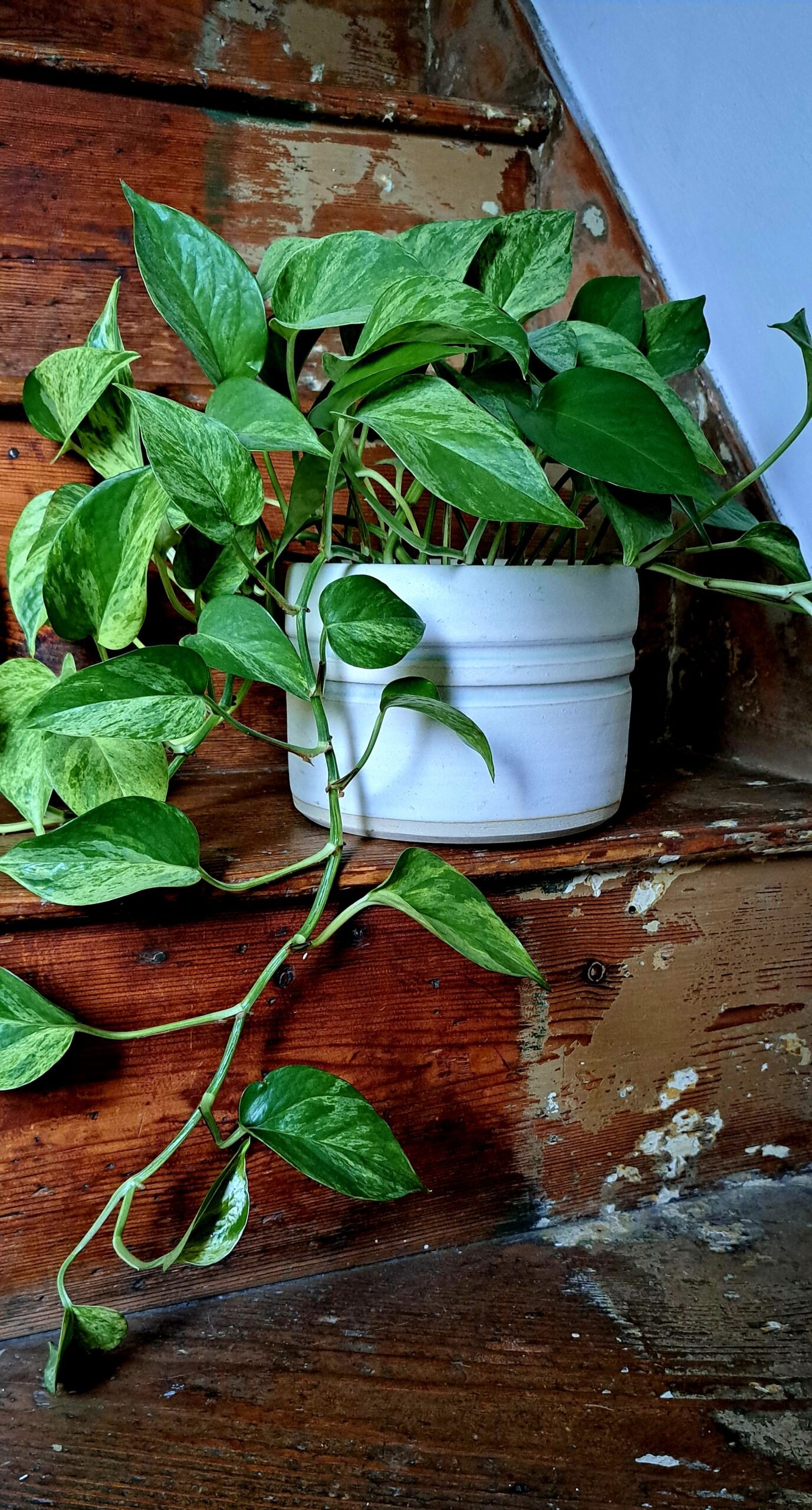 white plant pot white plant pot