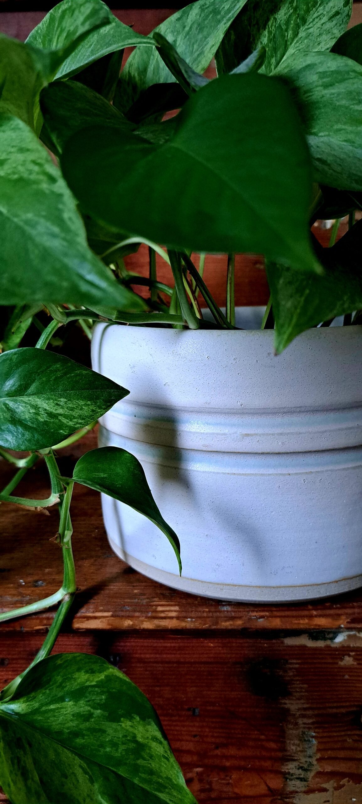white plant pot white plant pot