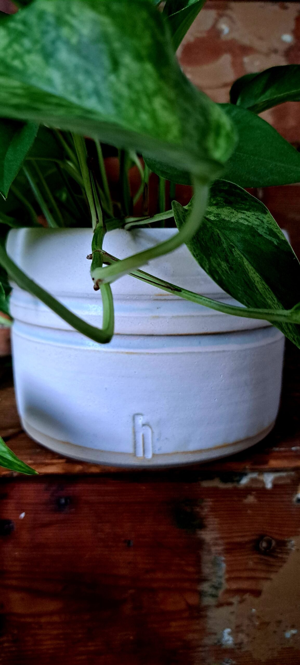 white plant pot white plant pot